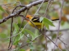 Western Tanager