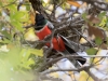 Elegant Trogon