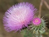 New Mexico Thistle