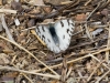 Checkered White Butterfly