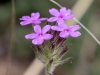 Dakota Mock Vervain