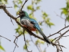 Elegant Trogon