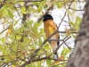 Black-headed Grosbeak