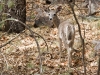 Arizona White-tailed Deer