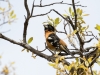 Black-headed Grosbeak