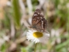 Texan Crescent on Spreading Fleabane