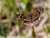 Texan Crescent on Spreading Fleabane