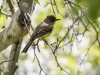 Ash-throated Flycatcher