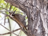 Arizona Woodpecker