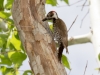 Arizona Woodpecker