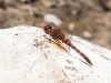 Red Rock Skimmer