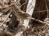 Curve-billed Thrasher