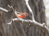 Vermilion Flycatcher