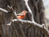 Vermilion Flycatcher