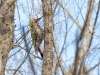 Northern Flicker