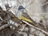 Cassin's Kingbird