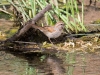 Song Sparrow