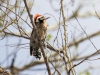 Ladder-backed Woodpecker