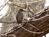 Brown-crested Flycatcher