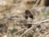 Black Phoebe