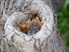 Western Screech-Owl