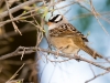 White-crowned Sparrow