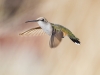 Black-chinned Hummingbird