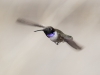 Black-chinned Hummingbird