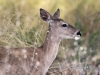 Airzona White-talied Deer