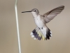 Black-chinned Hummingbird