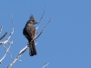 Phainopepla