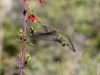 Anna's Hummingbird