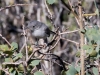 Blue-gray Gnatcatcher