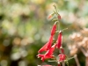 Firecracker Penstemon