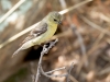 Lesser Goldfinch