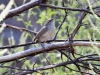 Bewick's Wren