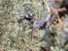 Black-throated Gray Warbler