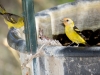 Western Tanager