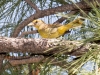 Hepatic Tanager