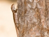 Desert Spiny Lizard