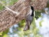 White-breasted Nuthatch