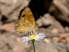 Mylitta Crescent Butterfly