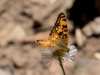 Mylitta Crescent Butterfly