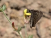 Common Sootywing Butterfly