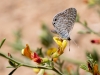 Marine Blue Butterfly