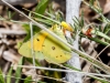 Orange Sulphur