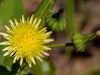 Common Sow Thistle