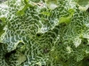 Variegated Leaves