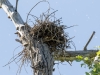 Gray Hawk Nest