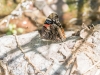 Red Admiral